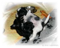 06-04Huendinnen_Females_11_Feb_20100